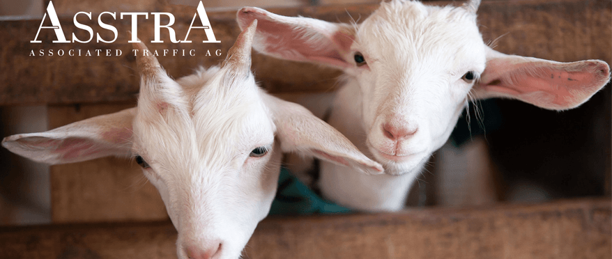 AsstrA Transportation - Transportation of goats from Spain to Russia